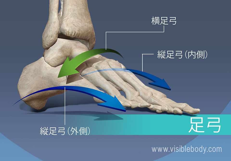 骨格の解剖について知る 付属肢骨格