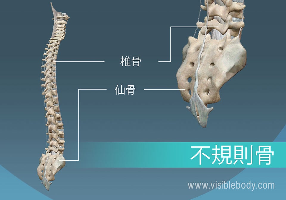 椎骨と骨盤は、人体における不規則形骨の例です