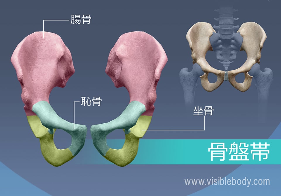 寛骨、腸骨、恥骨および坐骨