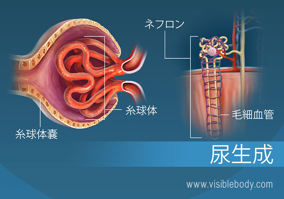 ネフロンの構造物である糸球体の横断面