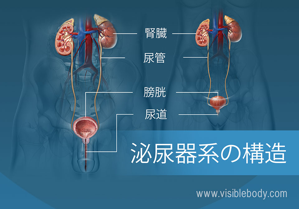 泌尿器系の構造