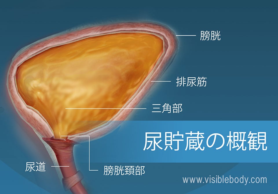 頚部、排尿筋、三錐および尿道を示している膀胱の横断面