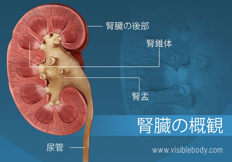 腎盂と錐体構造を示している腎臓の横断面