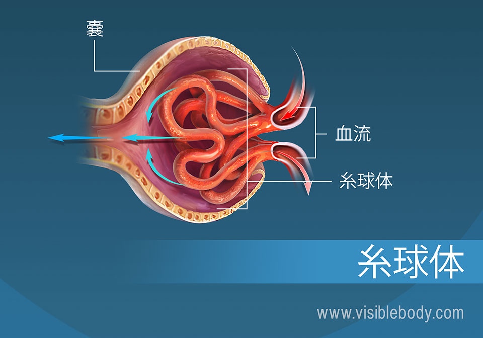 ろ過の一部として糸球体を通る血流