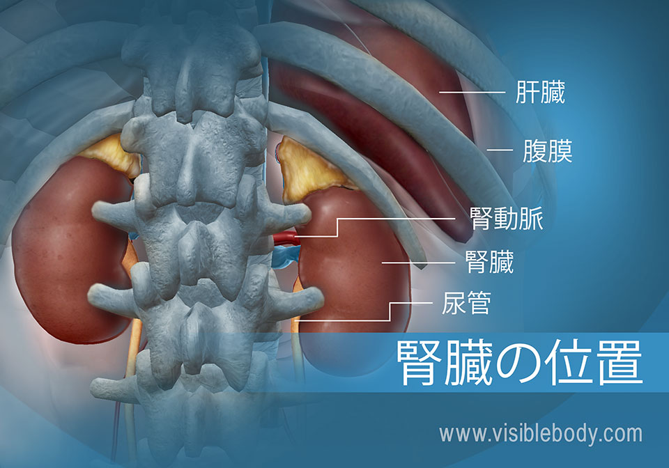 腹部の肝臓に対する腎臓と尿管