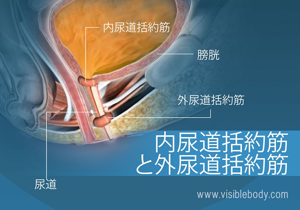 膀胱の外尿道括約筋と内尿道括約筋