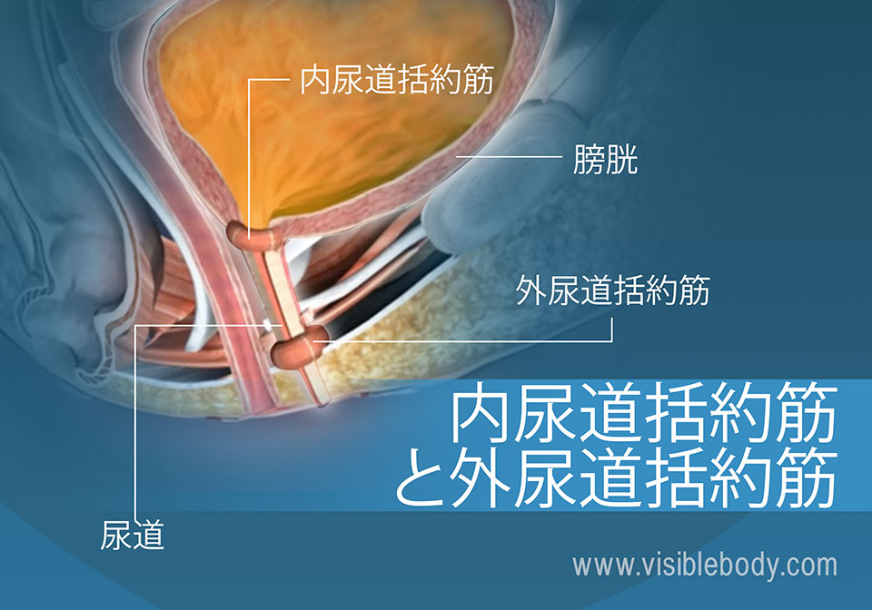 括約筋 が 存在 する の は どれ か