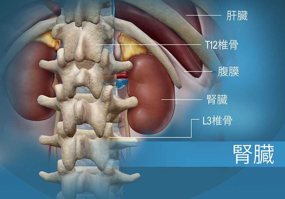 肝臓に対する腎臓の位置および胸椎と腰椎