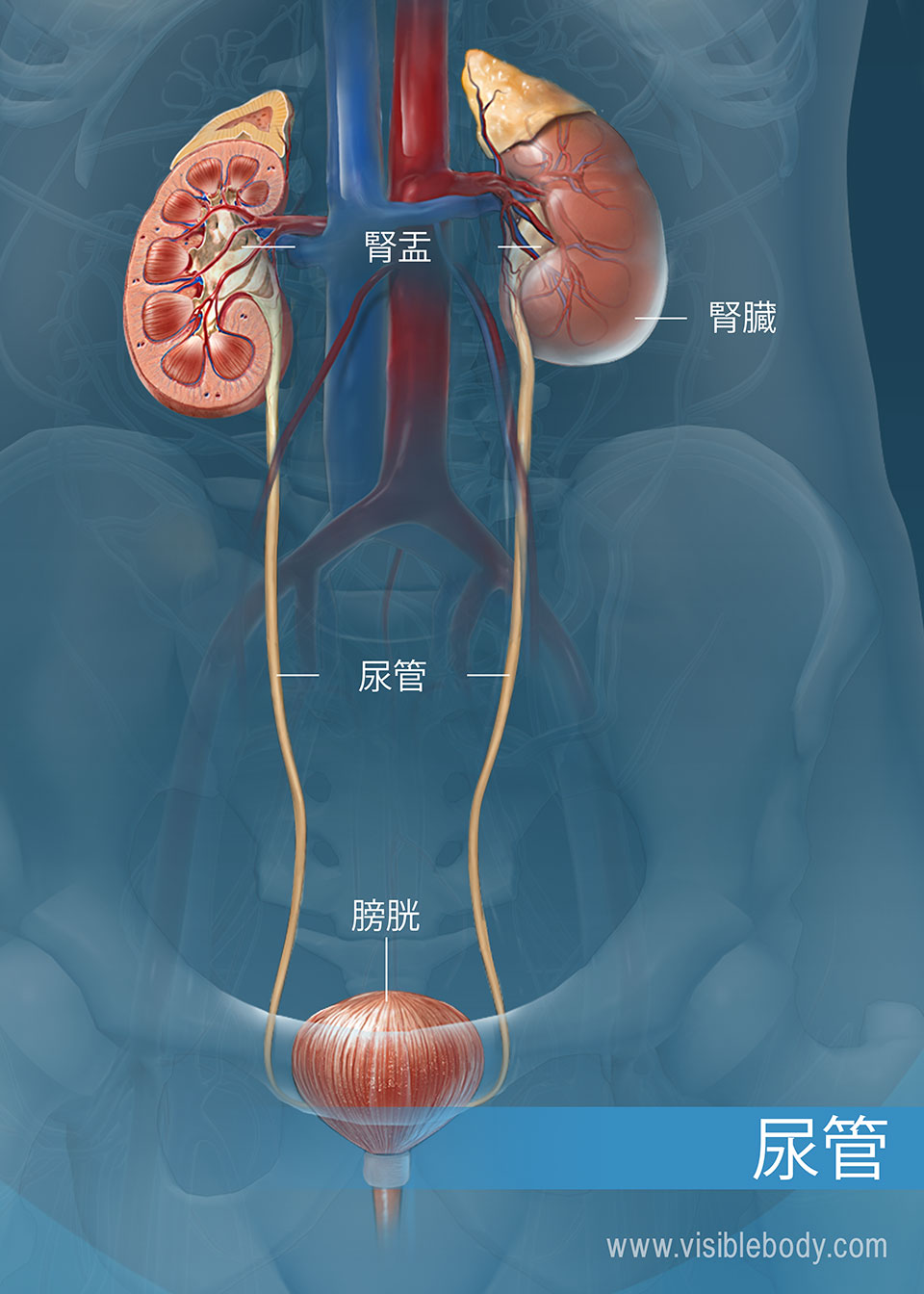 腎臓から膀胱へ続く尿管