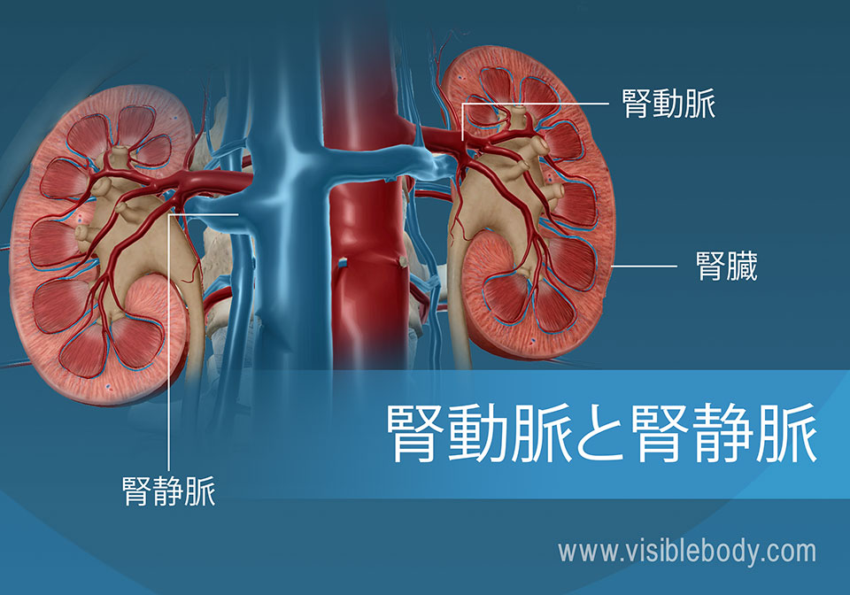 泌尿器の腎臓