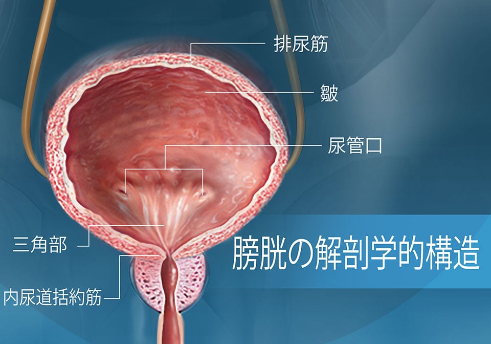 膀胱の解剖学的構造を示す正面断面図