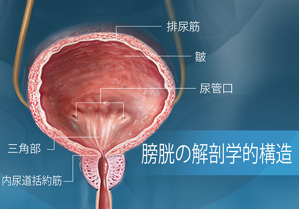 膀胱 の 壁 が 厚い