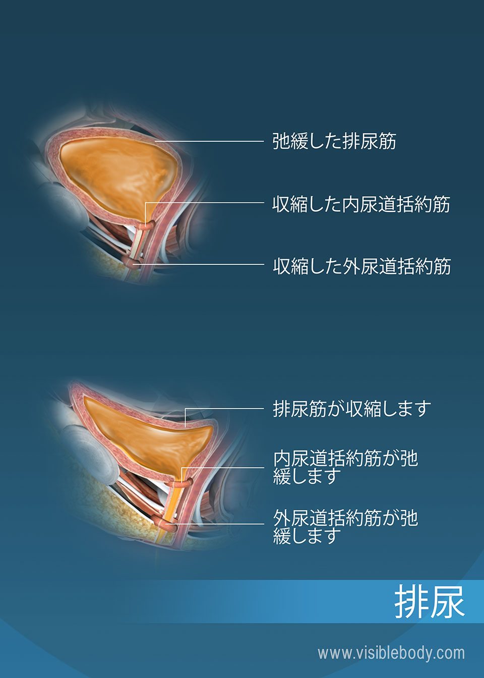 排尿過程を促進する尿道括約筋と排尿筋がある尿を貯蔵している膀胱（排尿の過程にある膀胱）