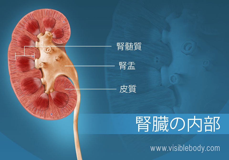 腎錐体と髄質を示す腎臓の横断面。