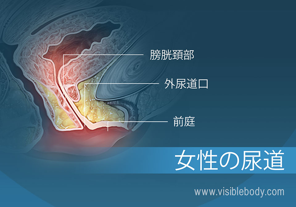 泌尿器系の構造