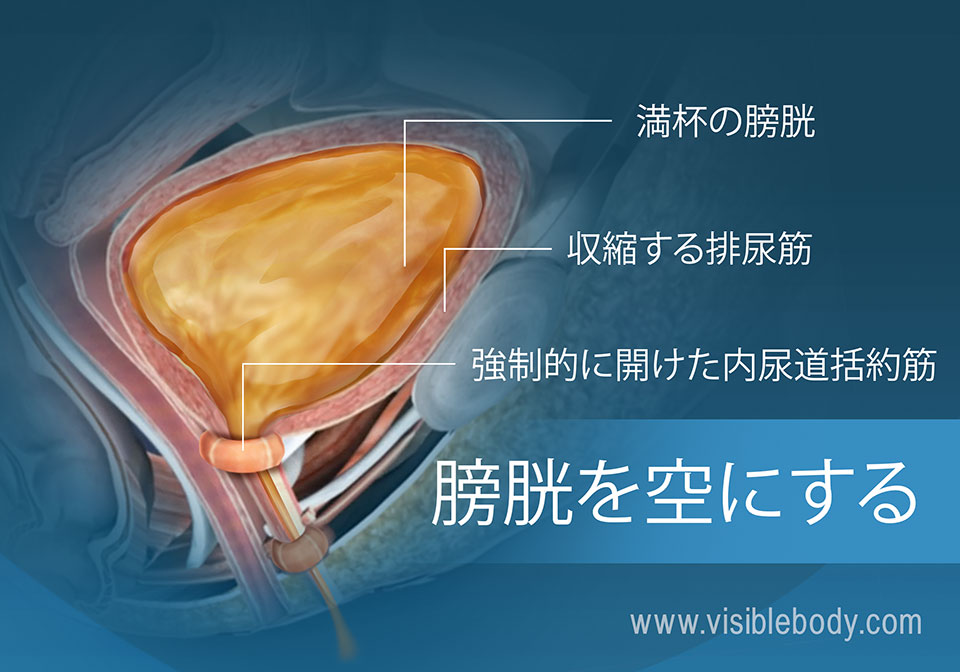 充満した膀胱および尿意を担う筋肉。