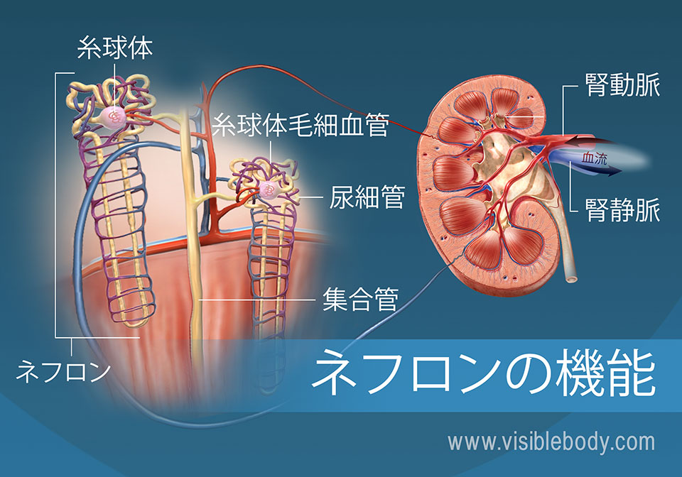 ネフロン小管、腎錐体と腎皮質を示すネフロンの解剖学的構造と機能