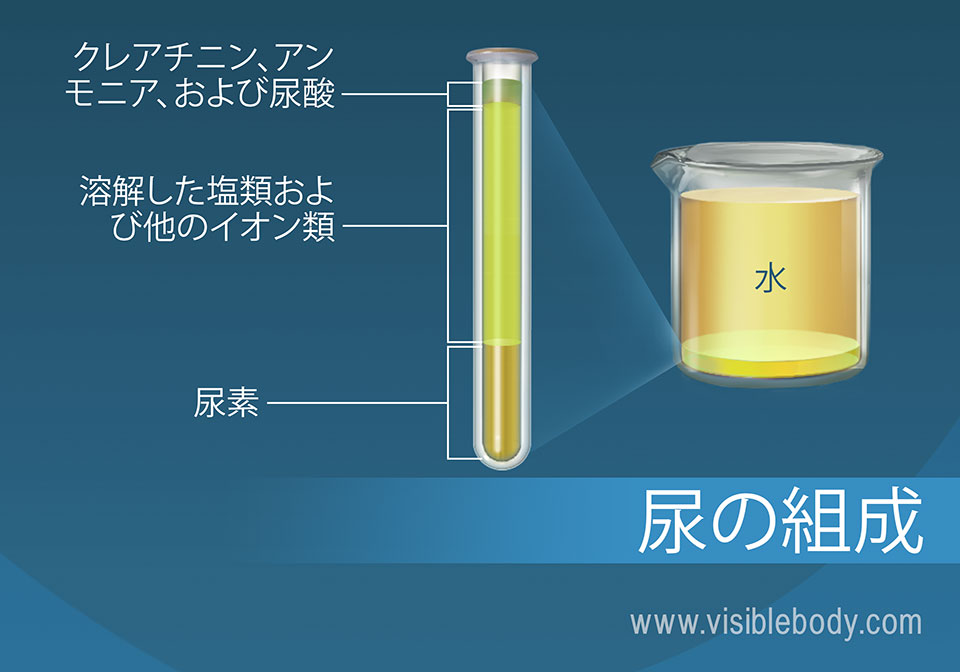 塩類の百分率組成は、アンモニア、尿素、水および尿の他の成分からなります。