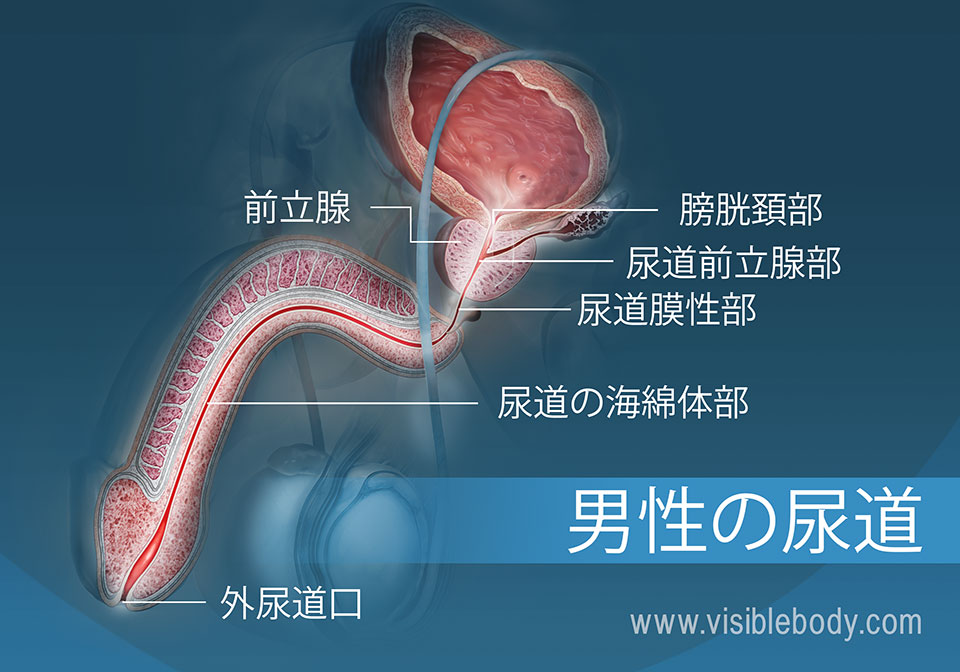 泌尿器系の構造