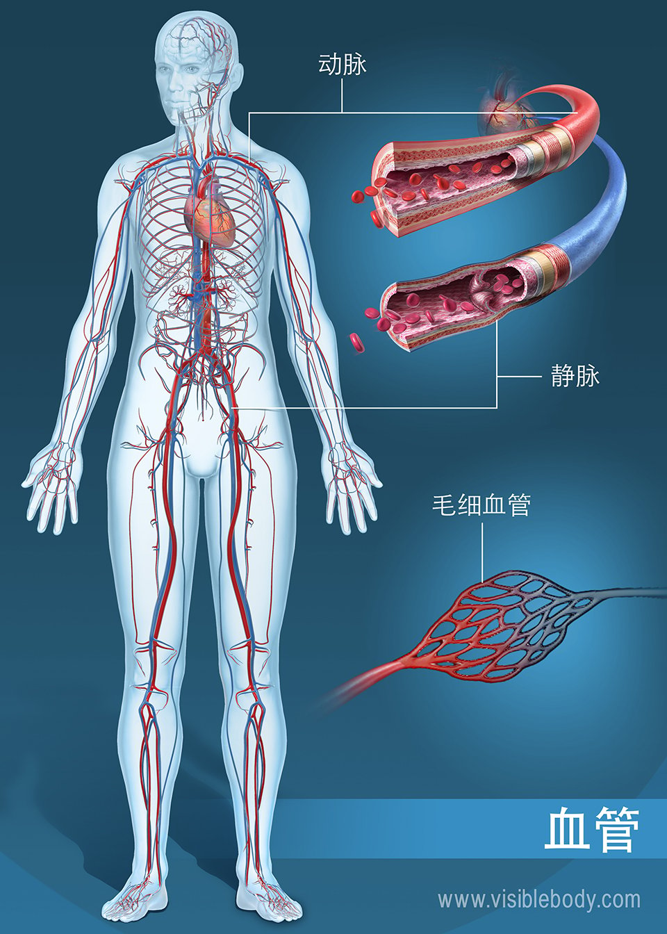 循环血管