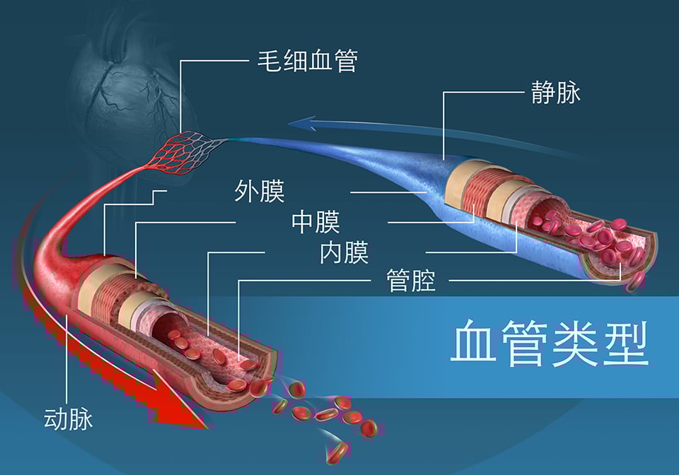 不同类型的血管和它们的各层