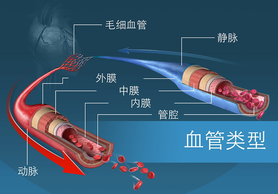 不同类型的血管和它们的各层