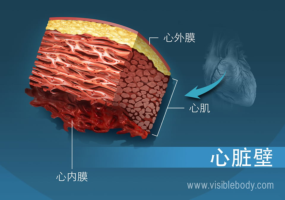 心脏壁的横截面