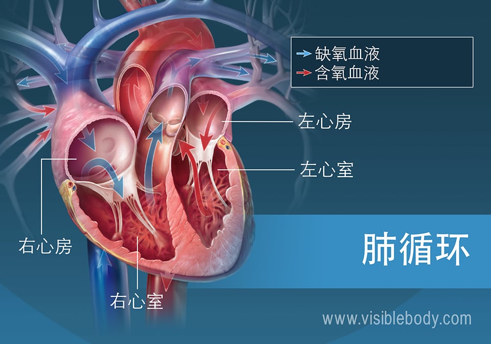 含氧和脱氧血液通过心脏心房的循环