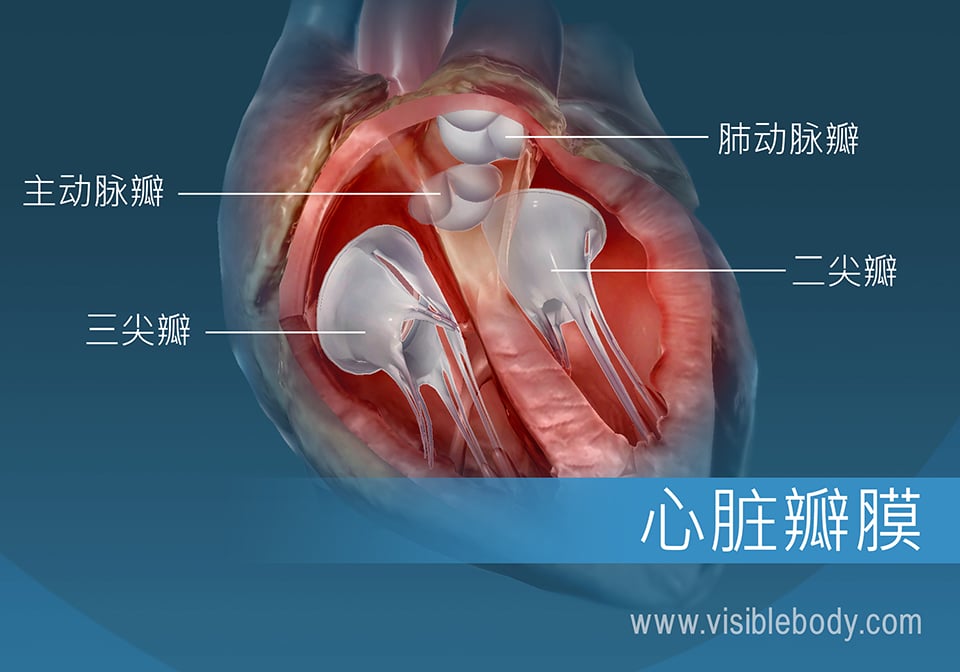 人类心脏的4个瓣膜