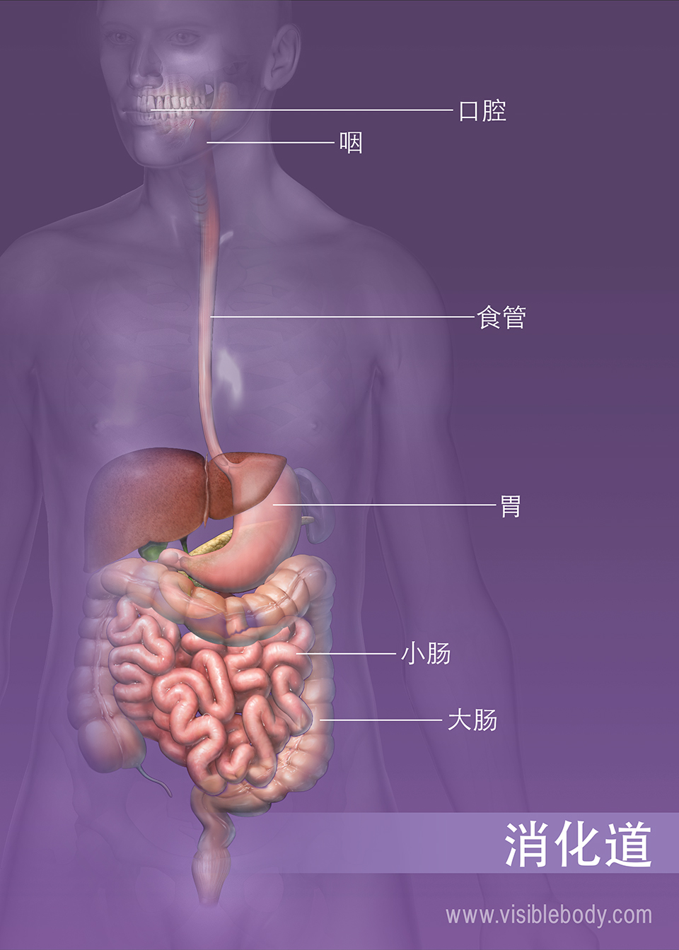 消化系统概述