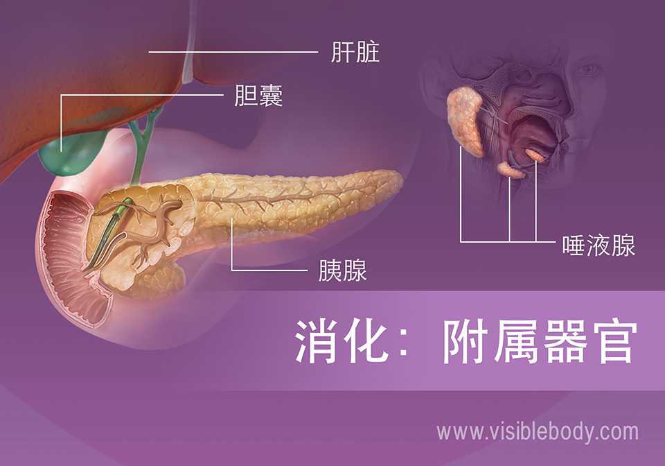 消化附属器官包括肝脏、胆囊、胰腺和唾液腺