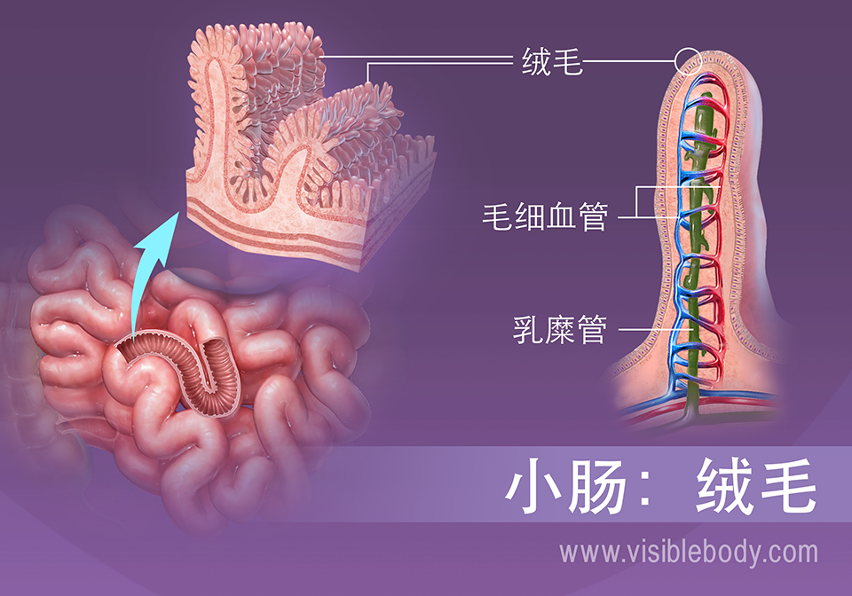 小肠绒毛放大图片