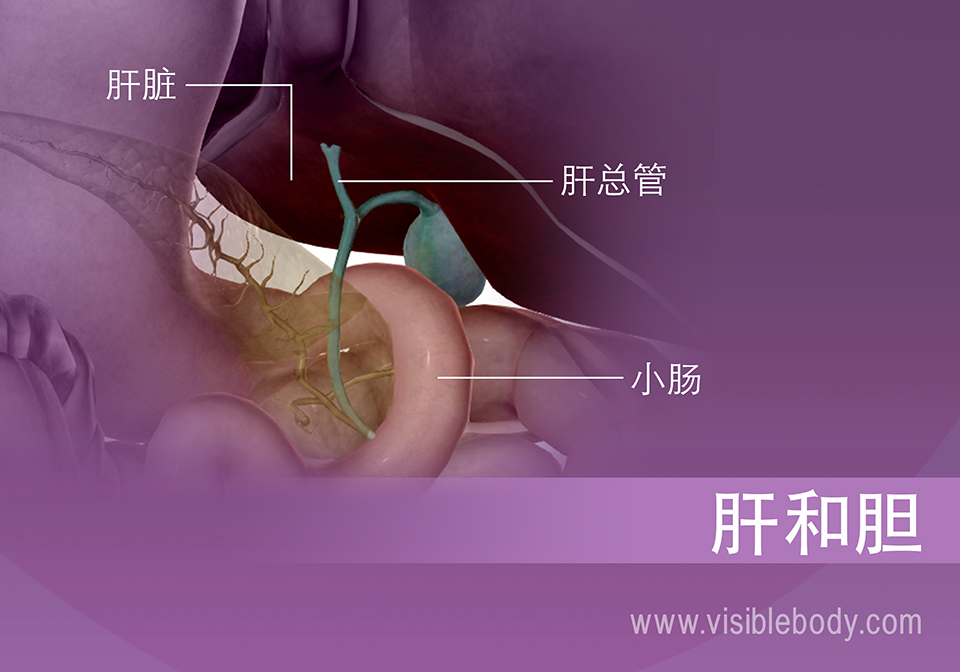 胆囊的胆汁分泌