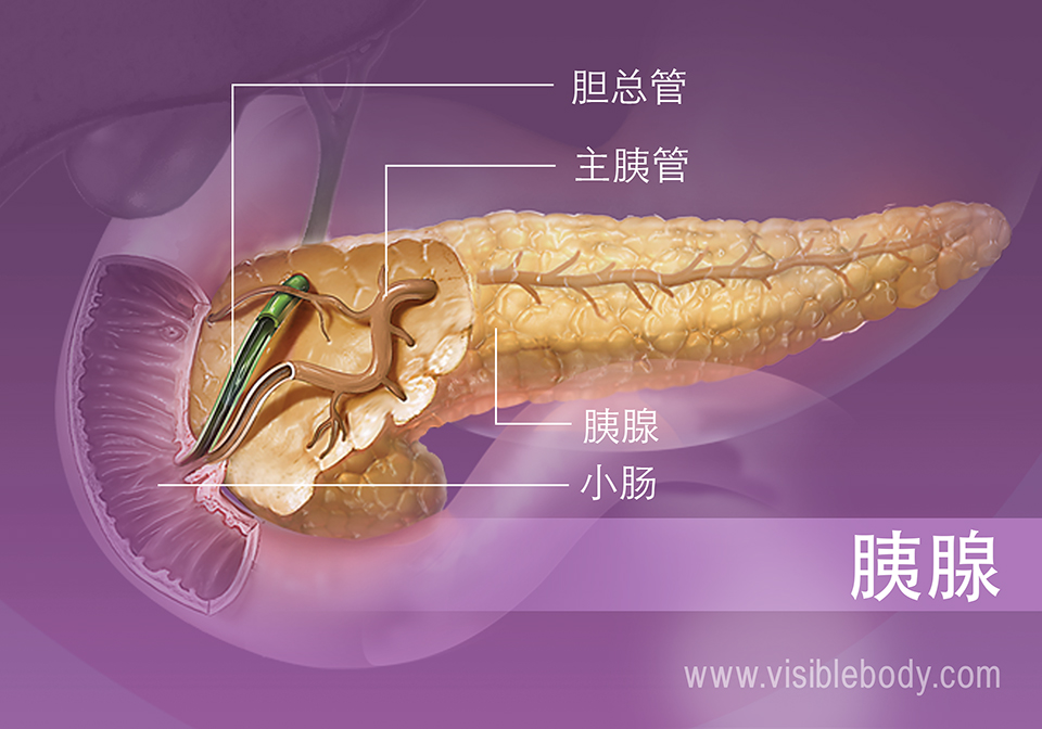 胰腺横截面中的主胰管