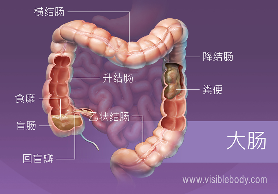 食物和水正在通过大肠