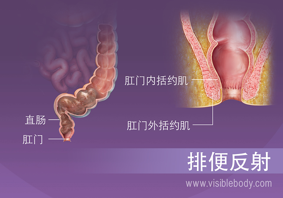 废物人体中的排泄