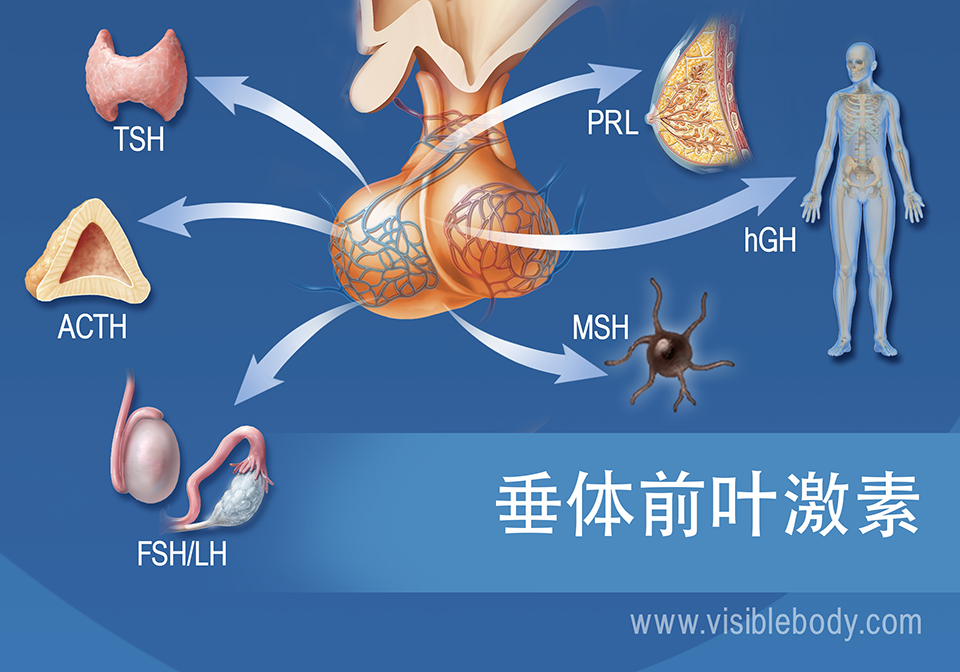 垂体和垂体前叶激素示意图