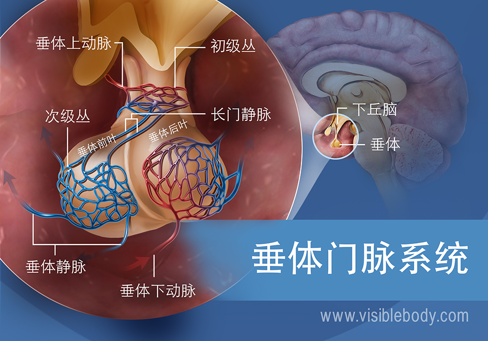 垂体中垂体门脉系统示意图，包括垂体静脉和垂体上下动脉