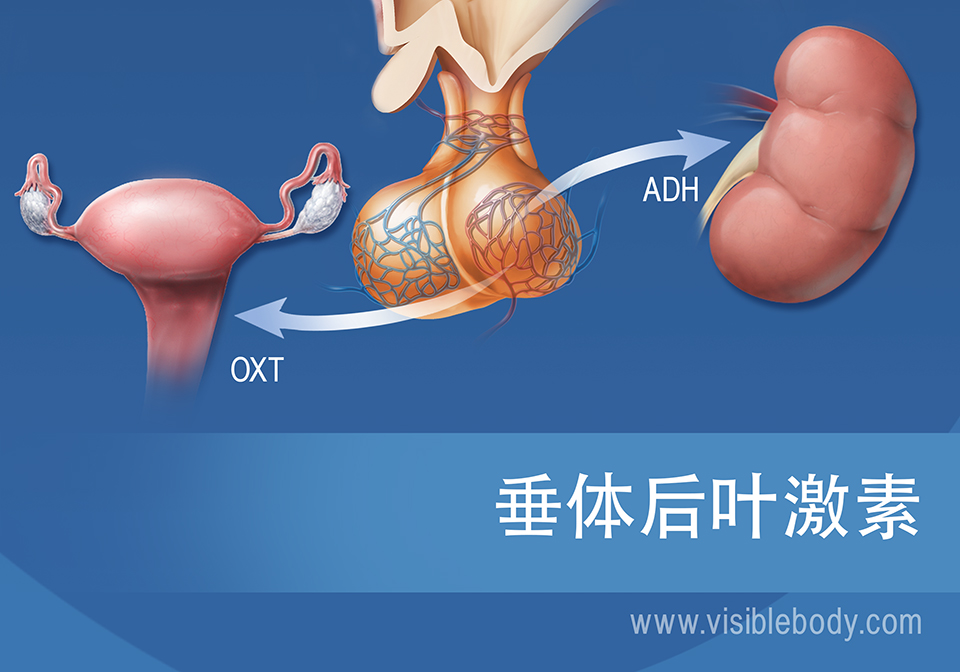 垂体和垂体后叶激素示意图