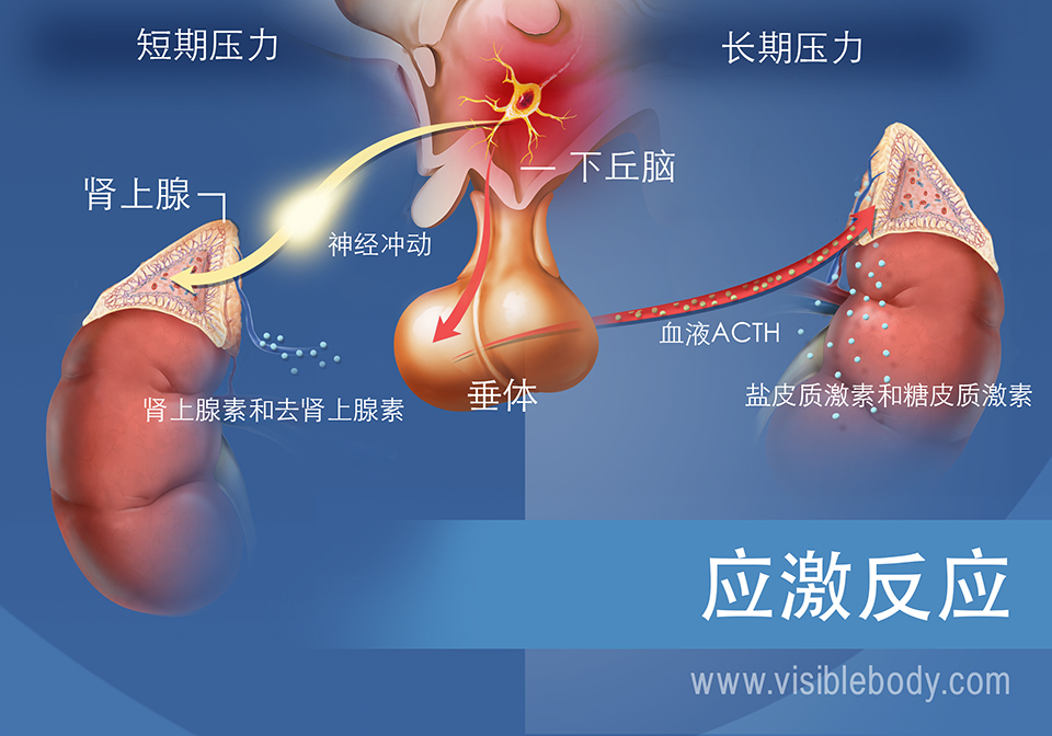 涉及短期和长期应激反应的激素图示，展示了下丘脑、垂体和肾上腺