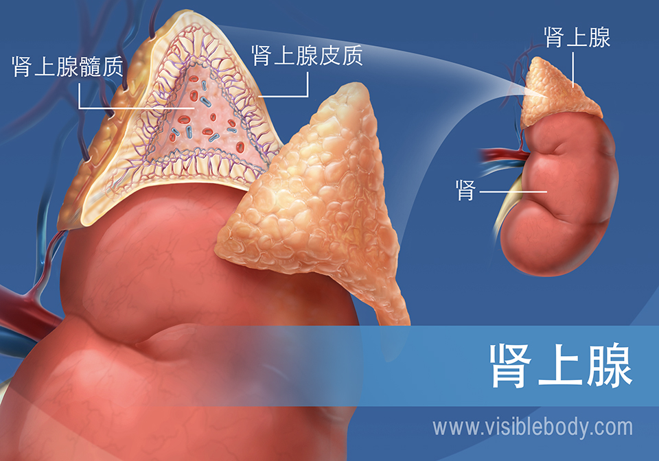 肾上腺示意图，显示肾上腺髓质、肾上腺皮质和肾脏