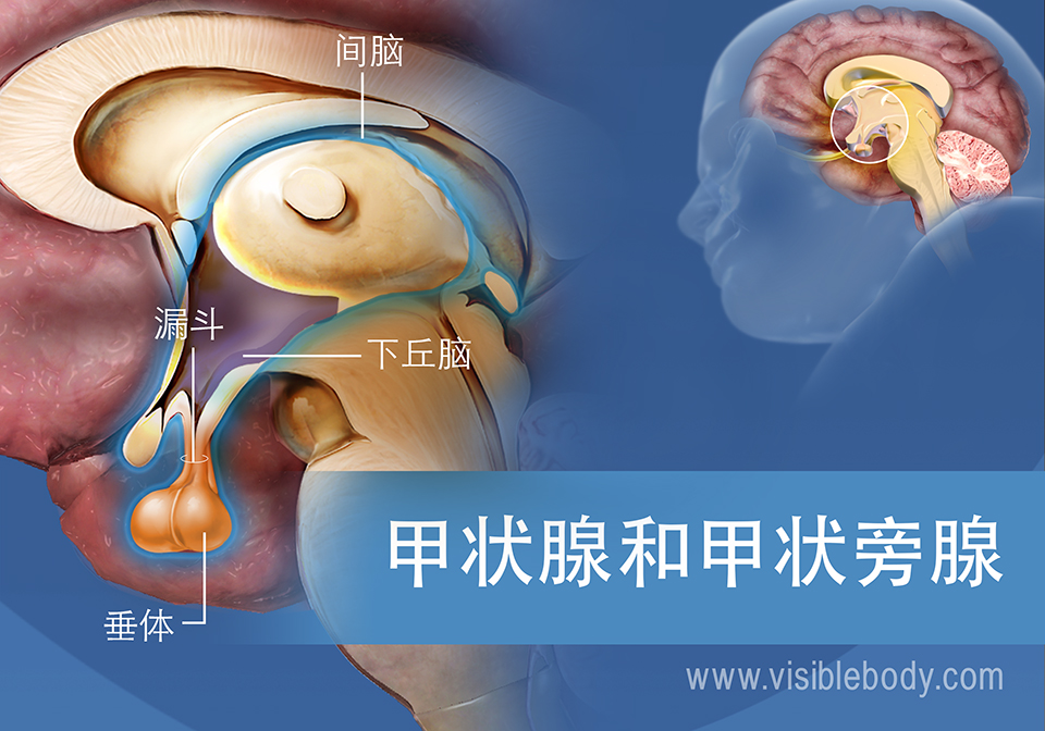 下丘脑和垂体示意图，包含漏斗和间脑