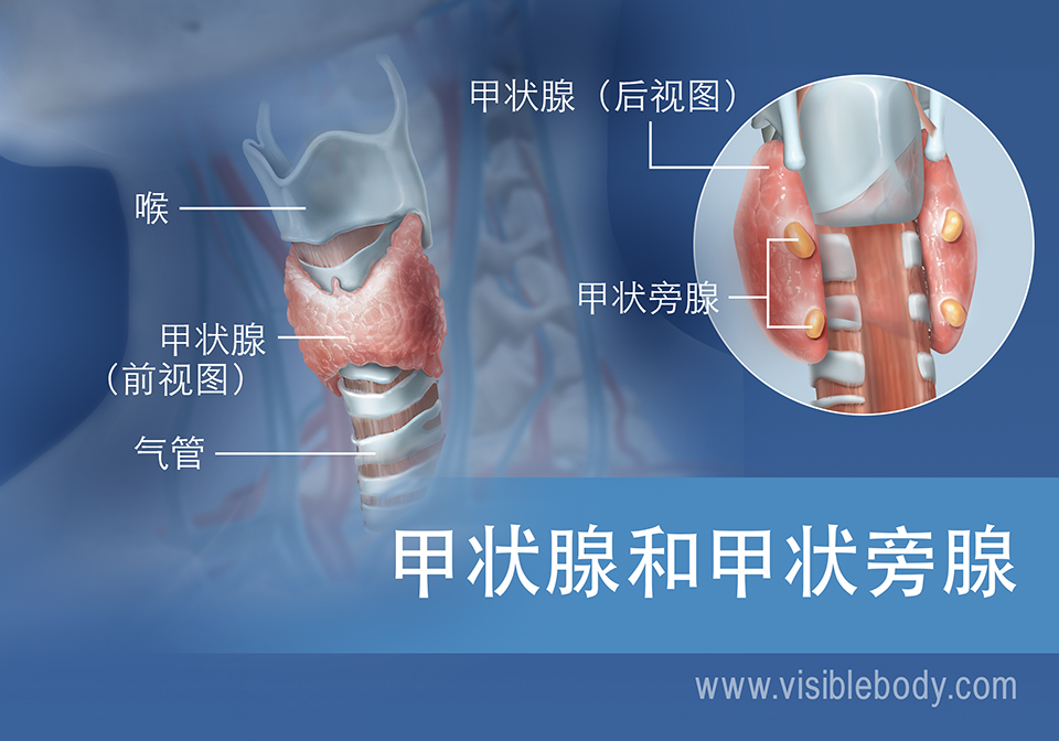 甲状腺和甲状旁腺前视图和后视图，含喉和气管