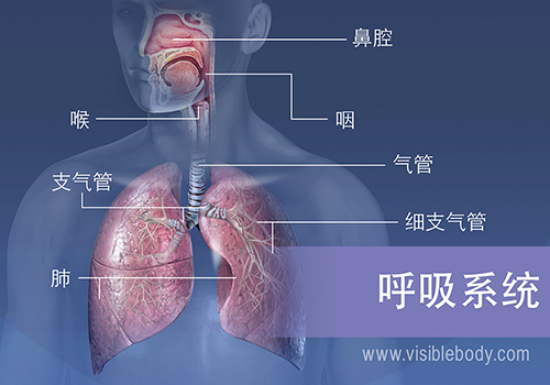 呼吸系统的主要结构包括鼻腔、咽、喉、气管、支气管、肺和细支气管