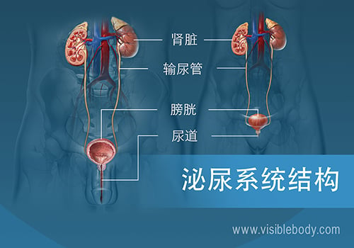 男女泌尿系统对比