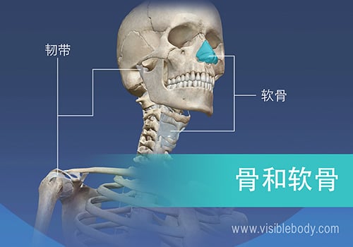 骨骼系统由206块骨骼、软骨和韧带组成