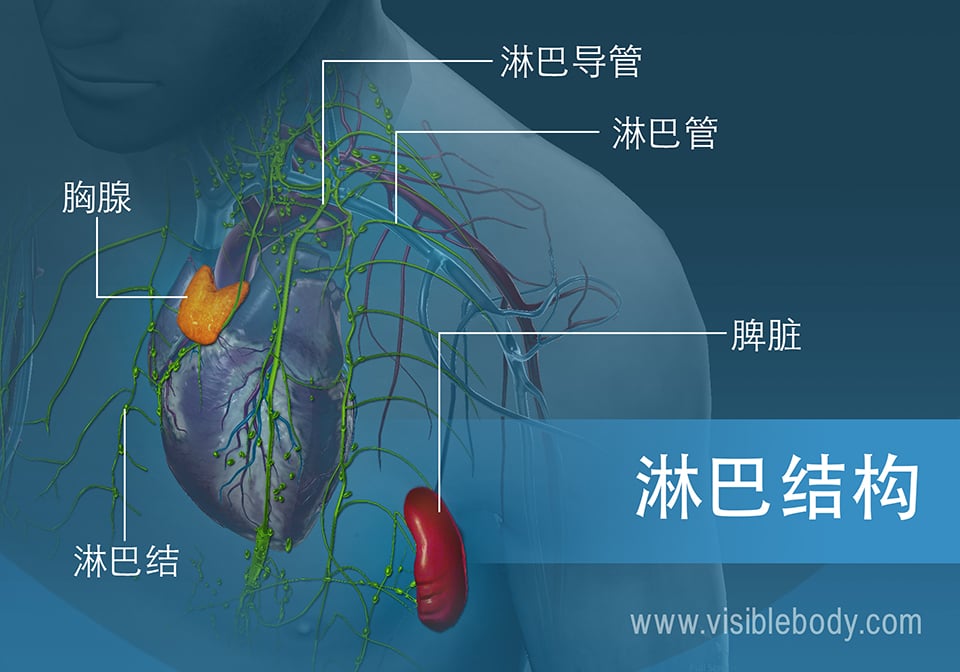 淋巴结构包括胸腺、淋巴结、淋巴管和脾