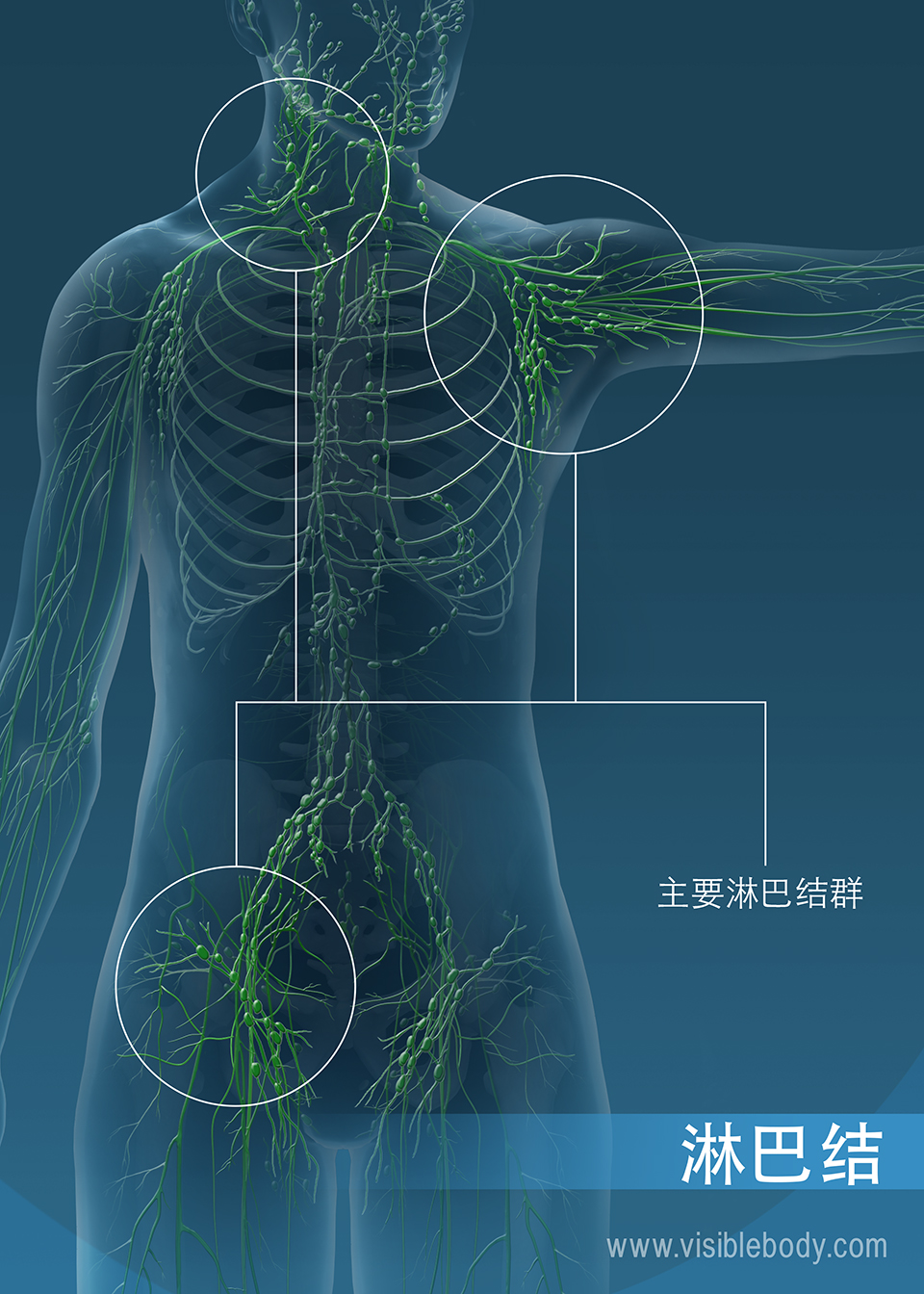 淋巴结有助于将有害物质从淋巴中滤出。