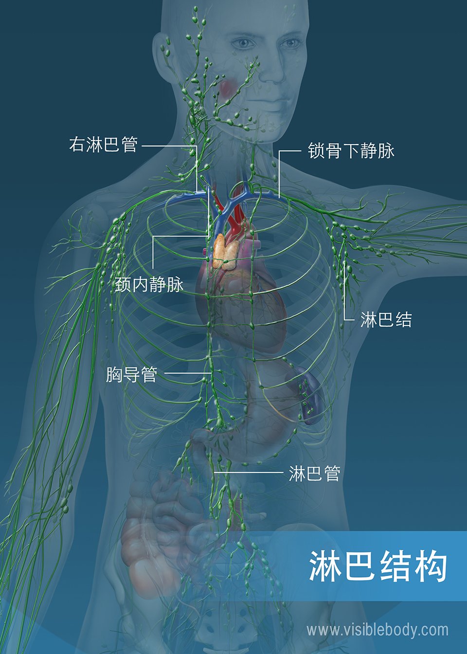 躯干和手臂的淋巴管网络。 主要结构包括胸导管、右淋巴管和淋巴管。 