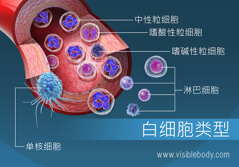 血流中不同类型的白细胞